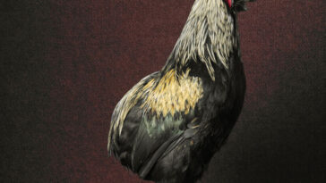 Artista cria série fotografando galinhas em poses divertidas