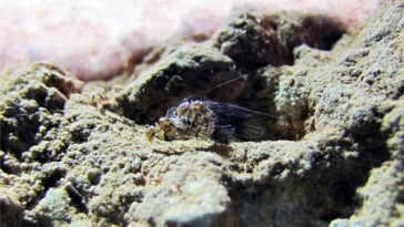 Cientistas descobrem inseto fêmea com órgão genital masculino