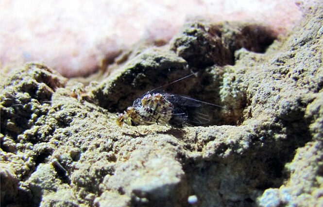 Cientistas descobrem inseto fêmea com órgão genital masculino