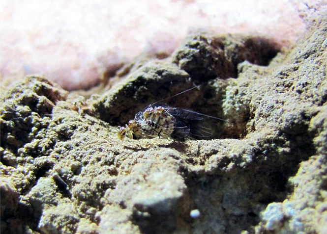 Cientistas descobrem inseto fêmea com órgão genital masculino