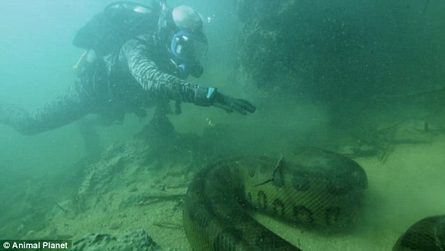 Corajoso mergulhador filma momento em que se deparou com anaconda de 20 metros dentro do rio Amazonas