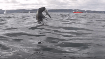 Homem flagra embate entre foca e tubarão; vencedor vai te surpreender – Virgula