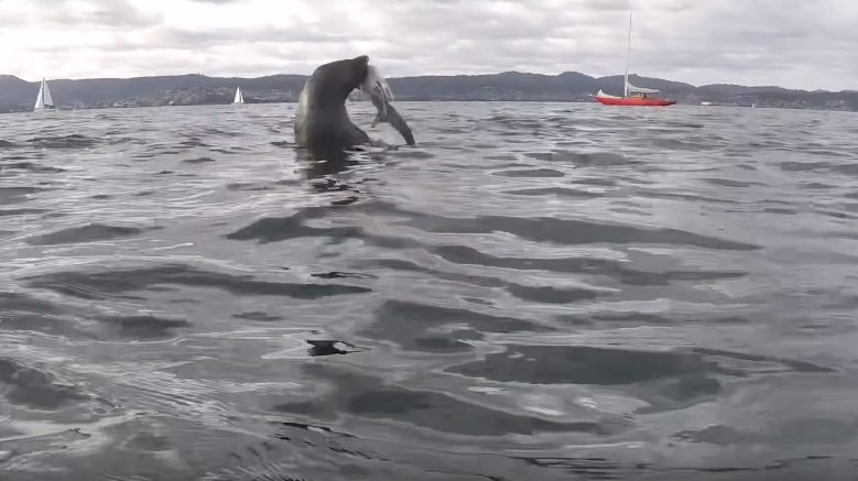 Homem flagra embate entre foca e tubarão; vencedor vai te surpreender – Virgula