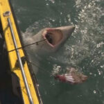 Pescador filma momento dramático em que captura um tubarão de 190 kg