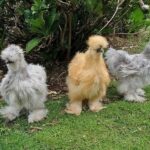 Silkie: conheça a raça de galinhas fofas que são tratadas como animais domésticos