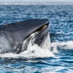 Vídeo chocante mostra mergulhador quase sendo engolido por baleia na África do Sul