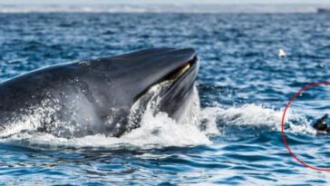 Vídeo chocante mostra mergulhador quase sendo engolido por baleia na África do Sul