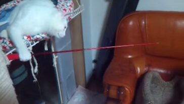 Vídeo de gatinho importunando outro felino com vara de pesca faz sucesso na web