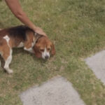 Vídeo faz sucesso ao mostrar cães Beagle livres pela primeira vez ao serem retirados de gaiolas de laboratório