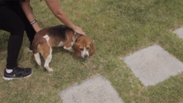 Vídeo faz sucesso ao mostrar cães Beagle livres pela primeira vez ao serem retirados de gaiolas de laboratório